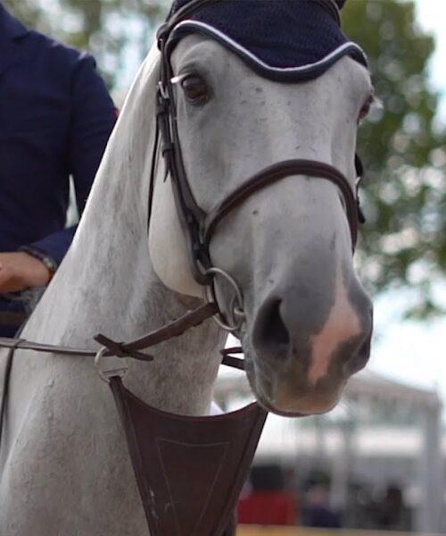 Cavallo alfiere della cultura