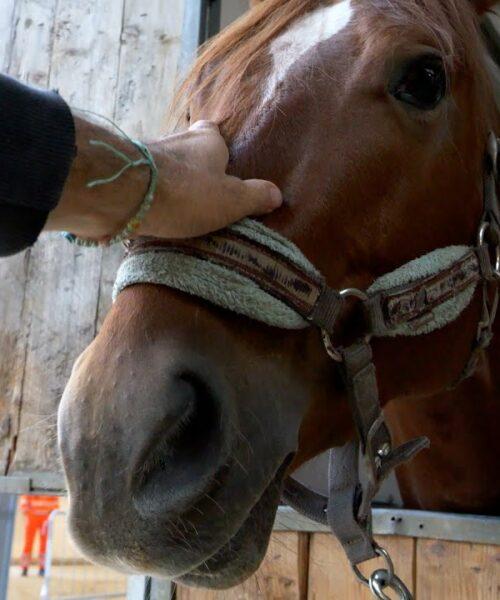 Fieracavalli e turismo: un trend in costante crescita