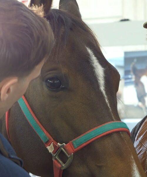 Impronte Equine, a Fieracavalli un ponte tra Italia e Stati Uniti