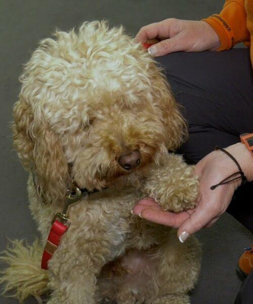 “Un Sorriso a Quattro Zampe”, a Fieracavalli l’iniziativa di pet therapy sostenuta dal Rotary Club